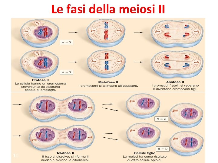 Le fasi della meiosi II 10 