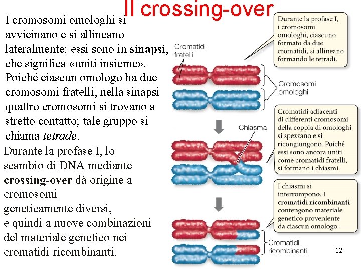 Il crossing-over I cromosomi omologhi si avvicinano e si allineano lateralmente: essi sono in