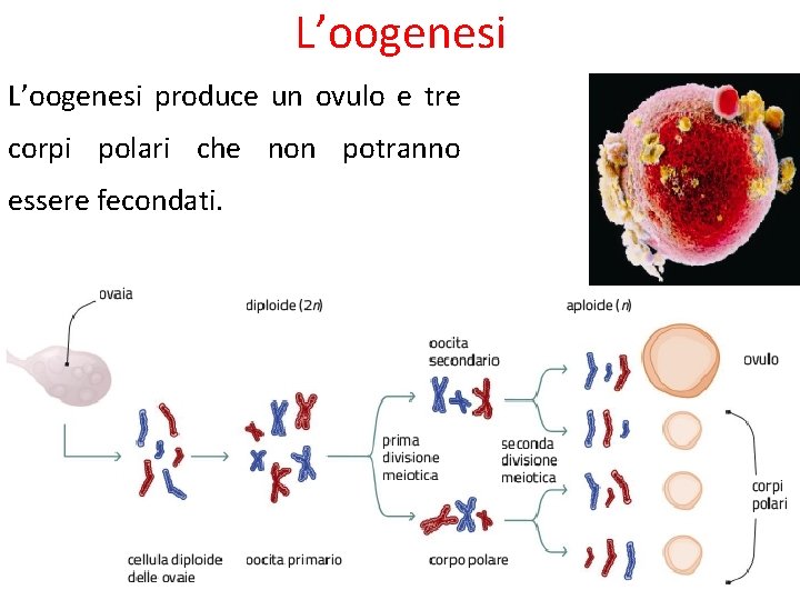 L’oogenesi produce un ovulo e tre corpi polari che non potranno essere fecondati. 