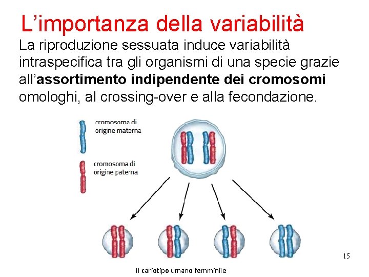 L’importanza della variabilità La riproduzione sessuata induce variabilità intraspecifica tra gli organismi di una