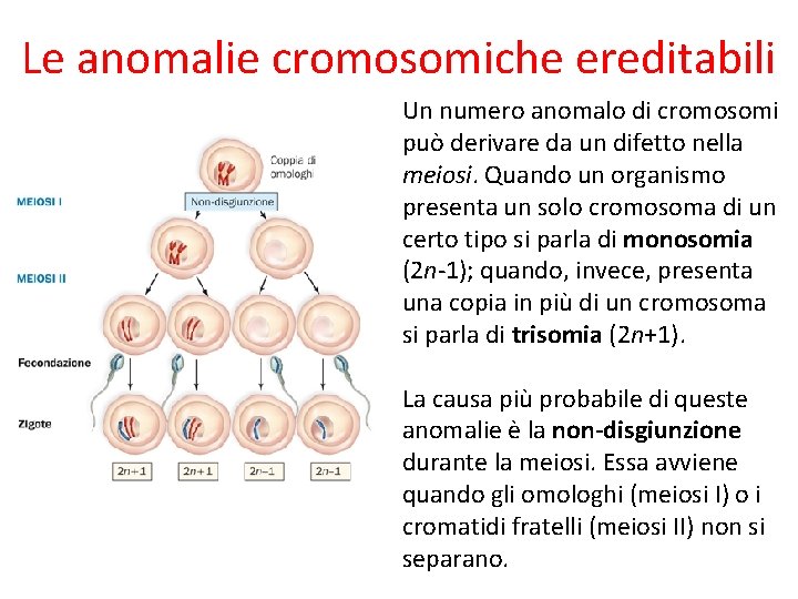 Le anomalie cromosomiche ereditabili Un numero anomalo di cromosomi può derivare da un difetto