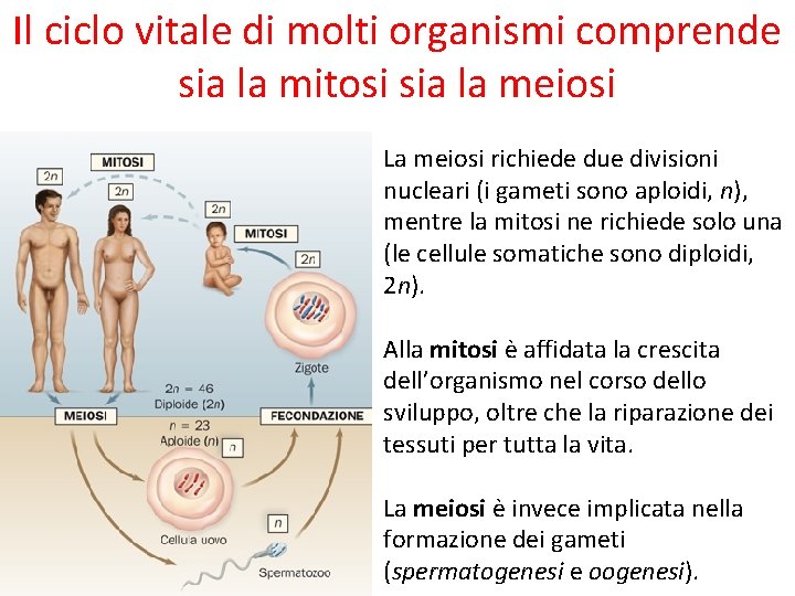 Il ciclo vitale di molti organismi comprende sia la mitosi sia la meiosi La