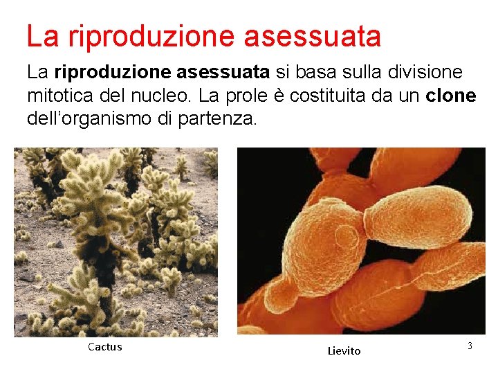 La riproduzione asessuata si basa sulla divisione mitotica del nucleo. La prole è costituita