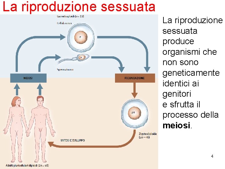 La riproduzione sessuata produce organismi che non sono geneticamente identici ai genitori e sfrutta