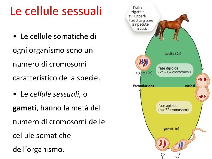 Le cellule sessuali • Le cellule somatiche di ogni organismo sono un numero di