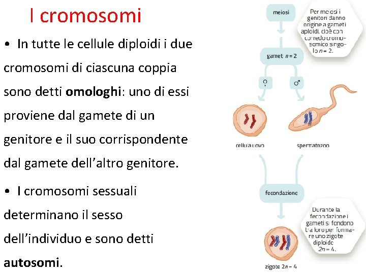 I cromosomi • In tutte le cellule diploidi i due cromosomi di ciascuna coppia