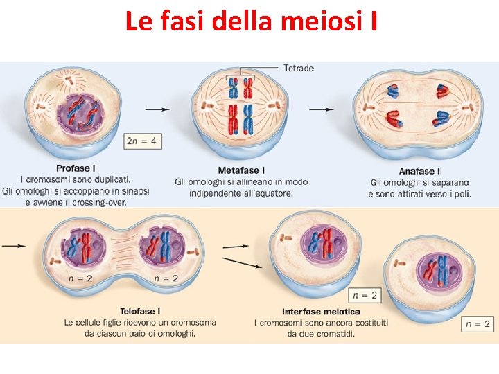 Le fasi della meiosi I 9 