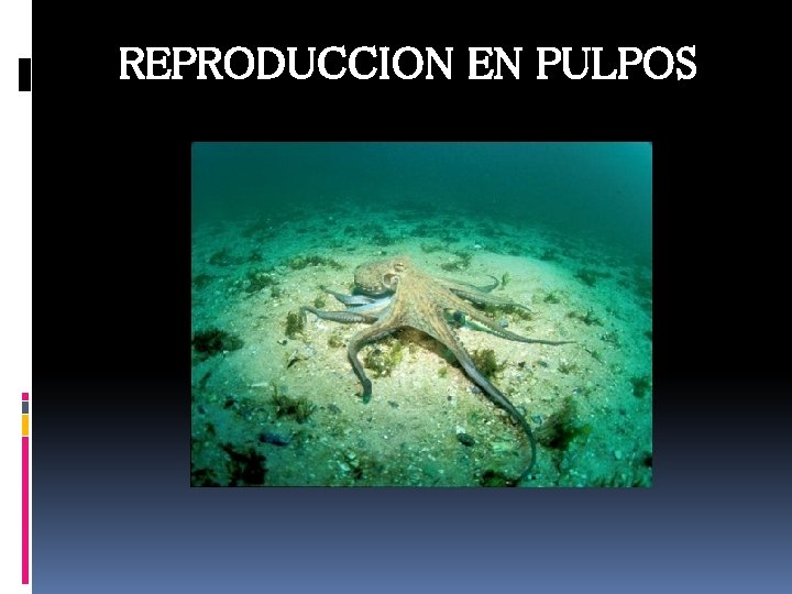 REPRODUCCION EN PULPOS REPRODUCCION EN PULPOS