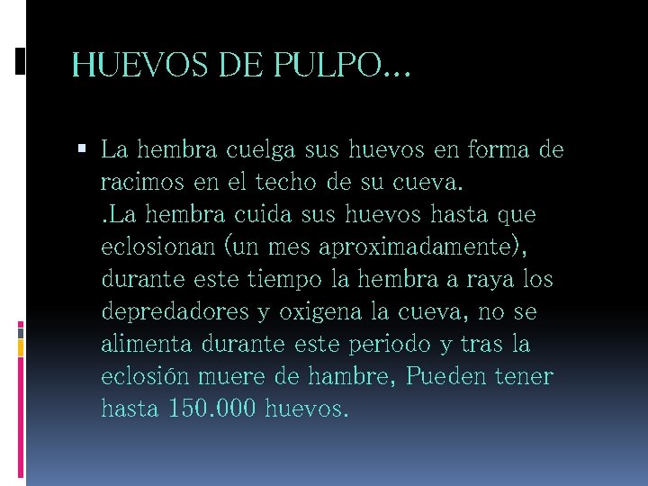 HUEVOS DE PULPO. . . La hembra cuelga sus huevos en forma de racimos HUEVOS DE PULPO. . . La hembra cuelga sus huevos en forma de racimos