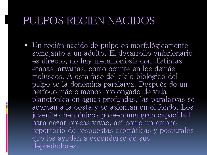 PULPOS RECIEN NACIDOS Un recién nacido de pulpo es morfológicamente semejante a un adulto.
