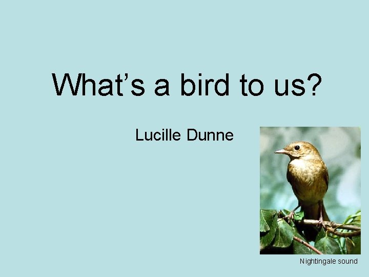 What’s a bird to us? Lucille Dunne Nightingale sound 