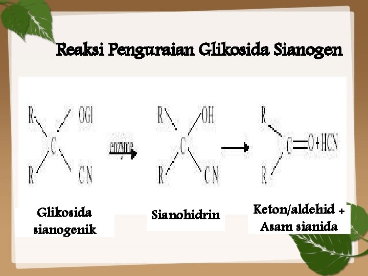 Reaksi Penguraian Glikosida Sianogen Glikosida sianogenik Sianohidrin Keton/aldehid + Asam sianida 