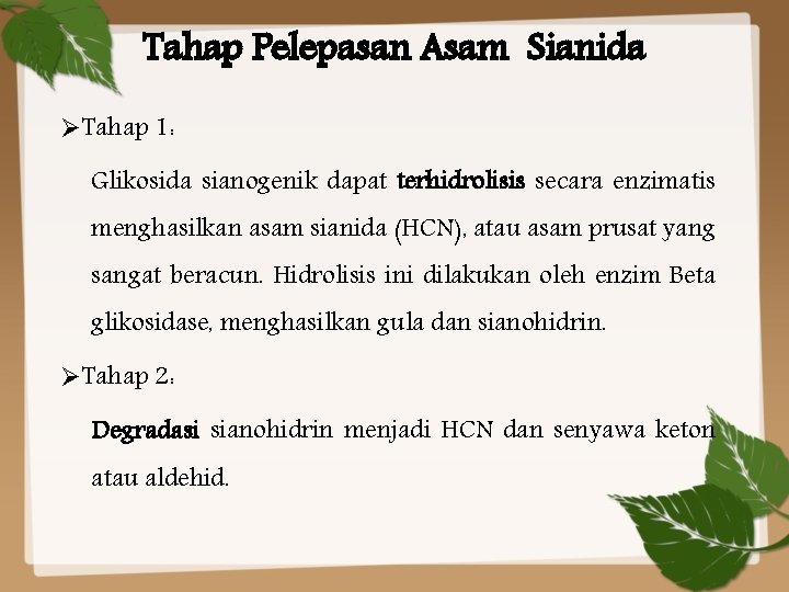 Tahap Pelepasan Asam Sianida ØTahap 1: Glikosida sianogenik dapat terhidrolisis secara enzimatis menghasilkan asam