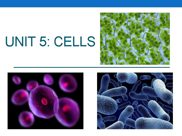 UNIT 5: CELLS 