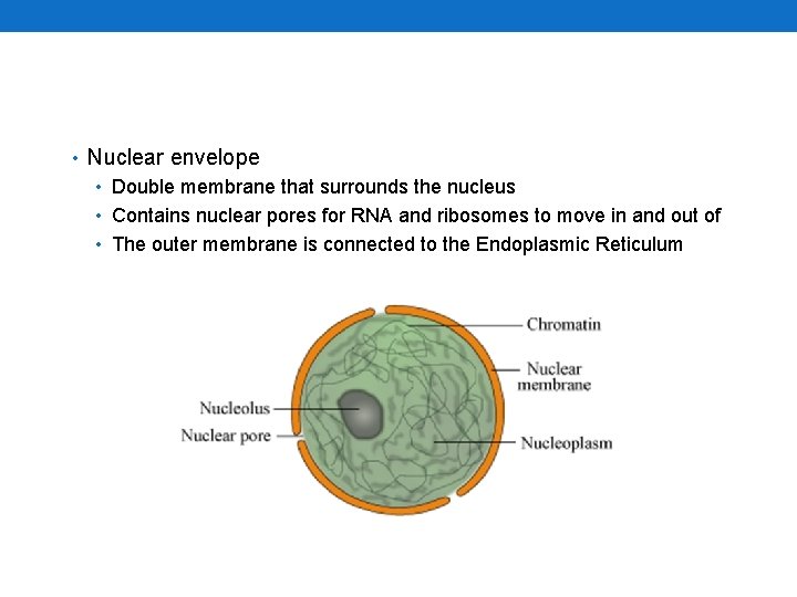  • Nuclear envelope • Double membrane that surrounds the nucleus • Contains nuclear