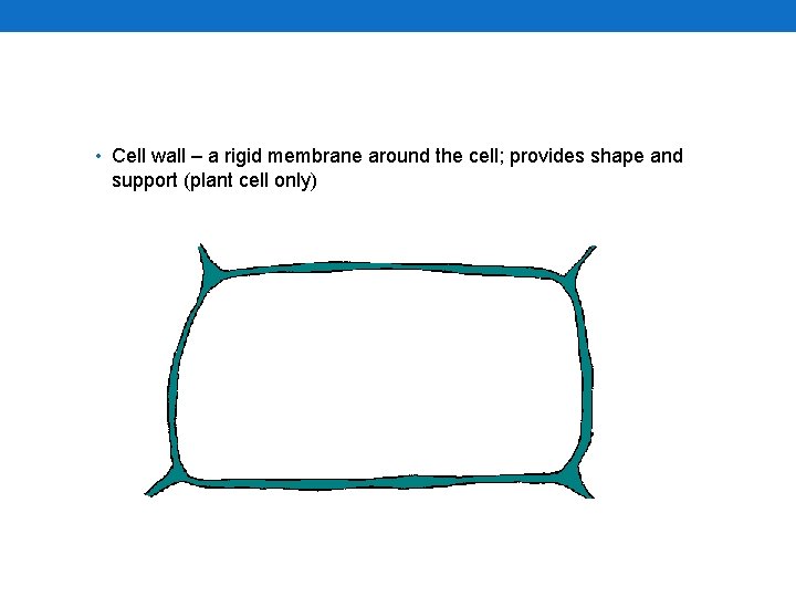  • Cell wall – a rigid membrane around the cell; provides shape and