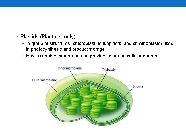  • Plastids (Plant cell only) • a group of structures (chloroplast, leukoplasts, and
