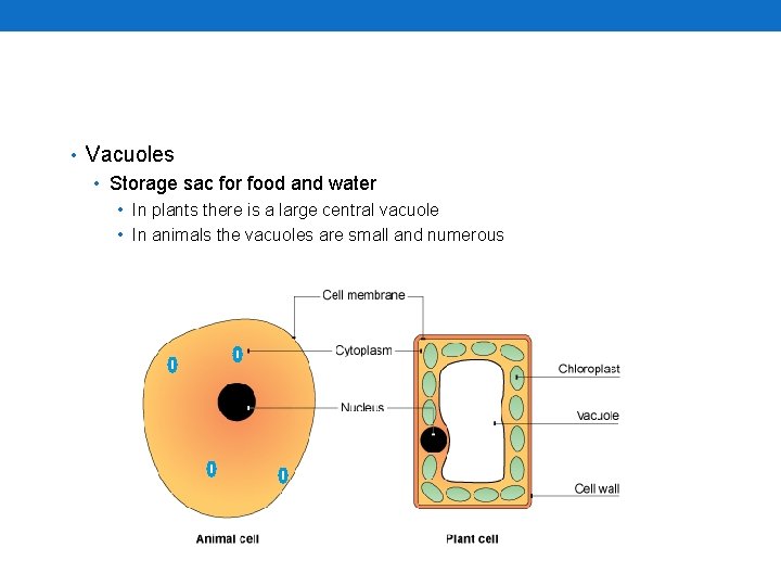  • Vacuoles • Storage sac for food and water • In plants there