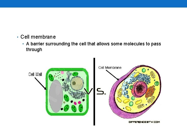  • Cell membrane • A barrier surrounding the cell that allows some molecules