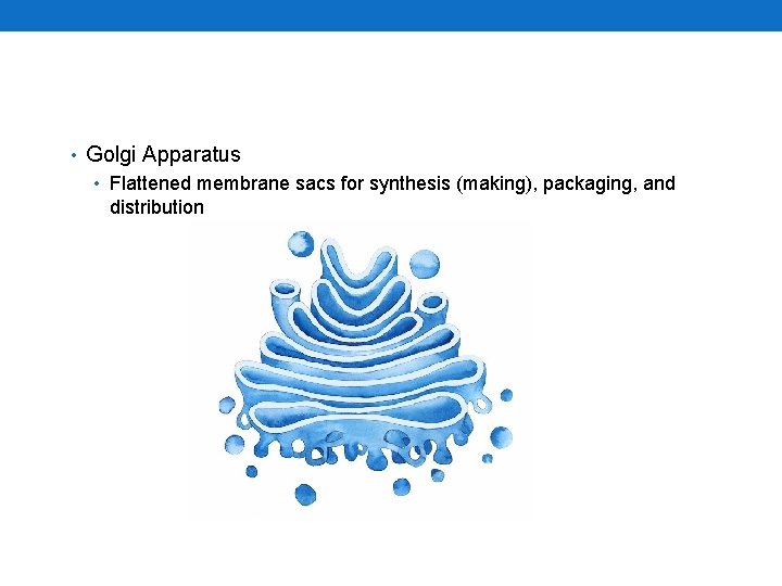  • Golgi Apparatus • Flattened membrane sacs for synthesis (making), packaging, and distribution