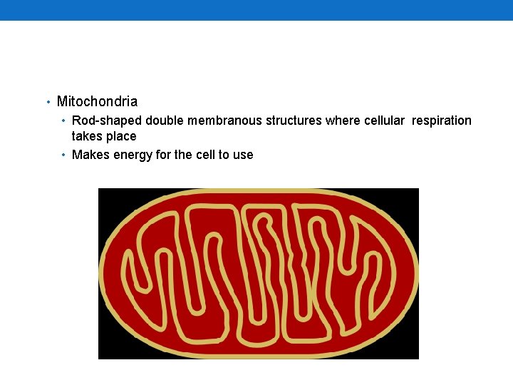  • Mitochondria • Rod-shaped double membranous structures where cellular respiration takes place •