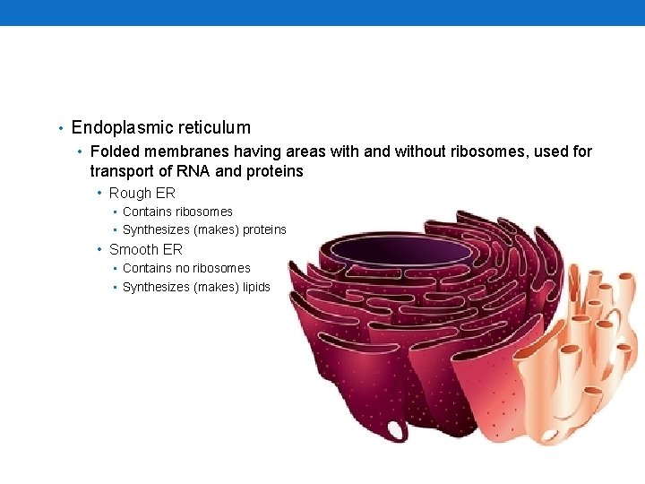  • Endoplasmic reticulum • Folded membranes having areas with and without ribosomes, used