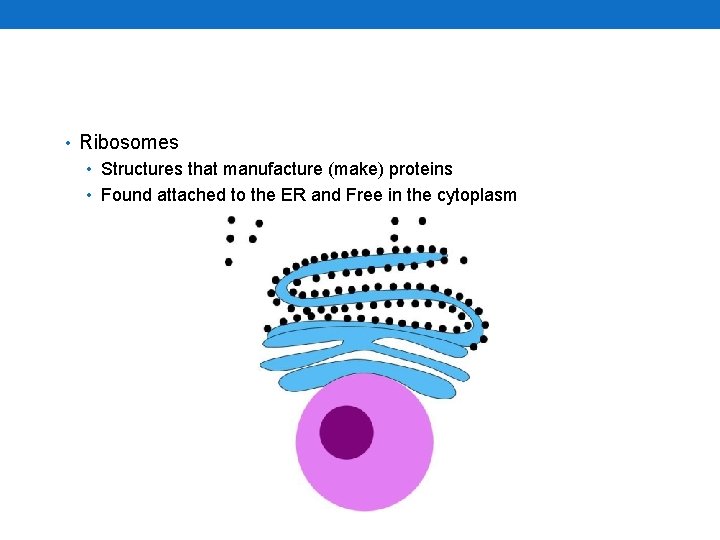  • Ribosomes • Structures that manufacture (make) proteins • Found attached to the