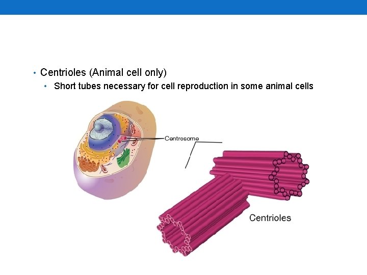  • Centrioles (Animal cell only) • Short tubes necessary for cell reproduction in