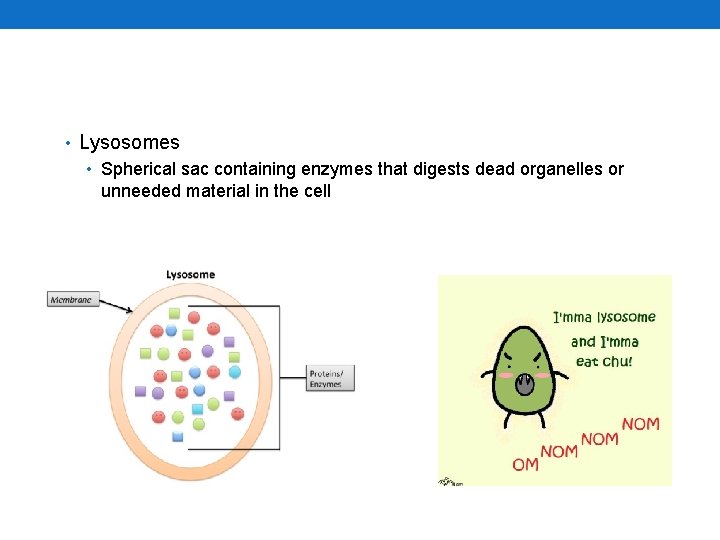  • Lysosomes • Spherical sac containing enzymes that digests dead organelles or unneeded