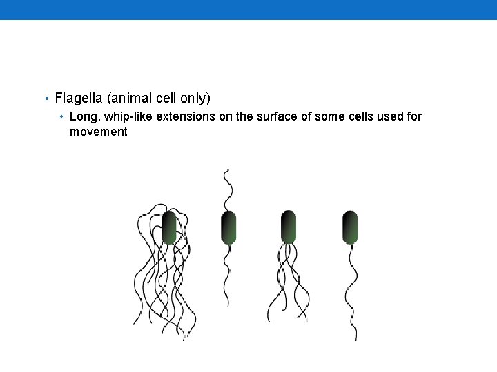  • Flagella (animal cell only) • Long, whip-like extensions on the surface of
