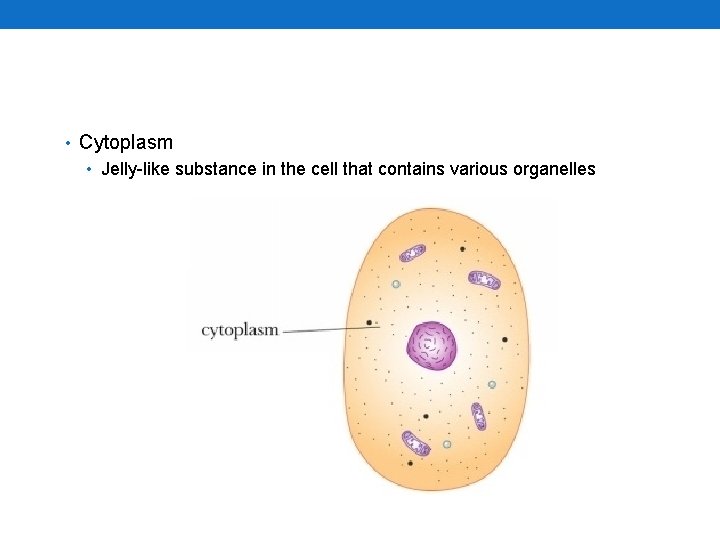  • Cytoplasm • Jelly-like substance in the cell that contains various organelles 