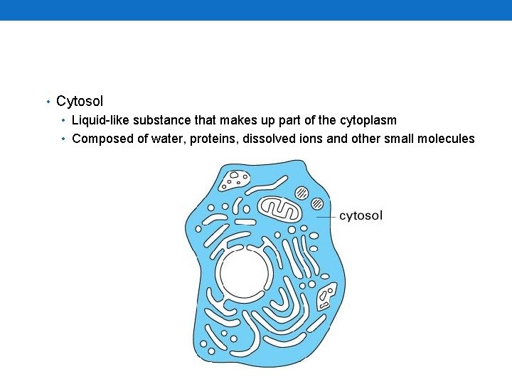  • Cytosol • Liquid-like substance that makes up part of the cytoplasm •