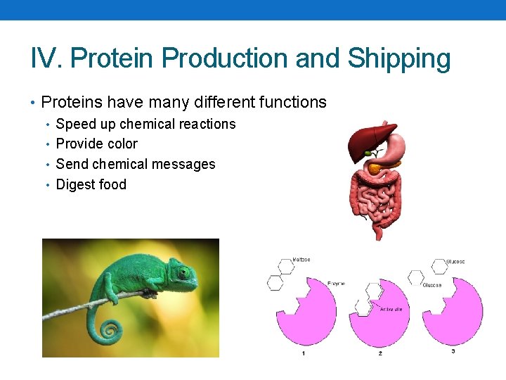 IV. Protein Production and Shipping • Proteins have many different functions • Speed up