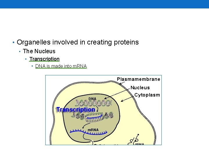  • Organelles involved in creating proteins • The Nucleus • Transcription • DNA