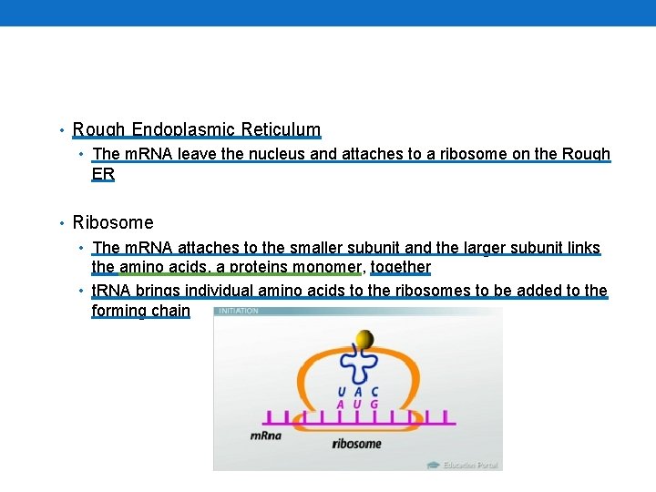  • Rough Endoplasmic Reticulum • The m. RNA leave the nucleus and attaches
