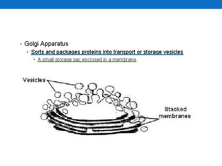  • Golgi Apparatus • Sorts and packages proteins into transport or storage vesicles