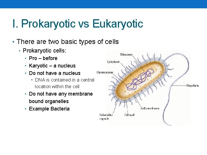 I. Prokaryotic vs Eukaryotic • There are two basic types of cells • Prokaryotic