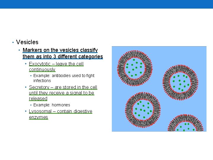  • Vesicles • Markers on the vesicles classify them as into 3 different