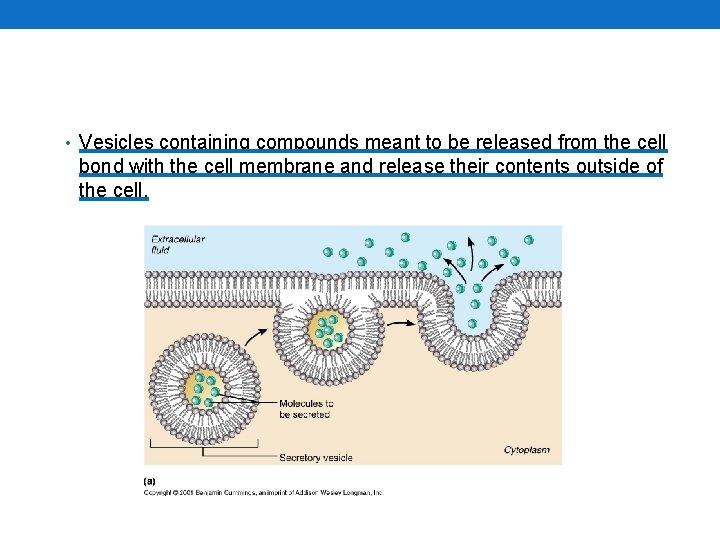  • Vesicles containing compounds meant to be released from the cell bond with