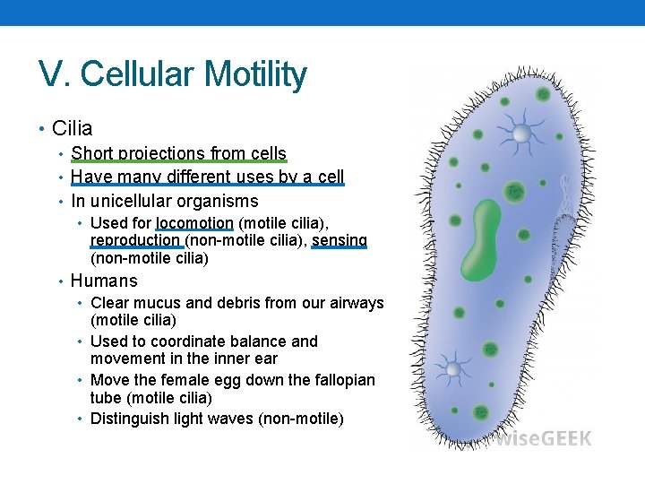 V. Cellular Motility • Cilia • Short projections from cells • Have many different