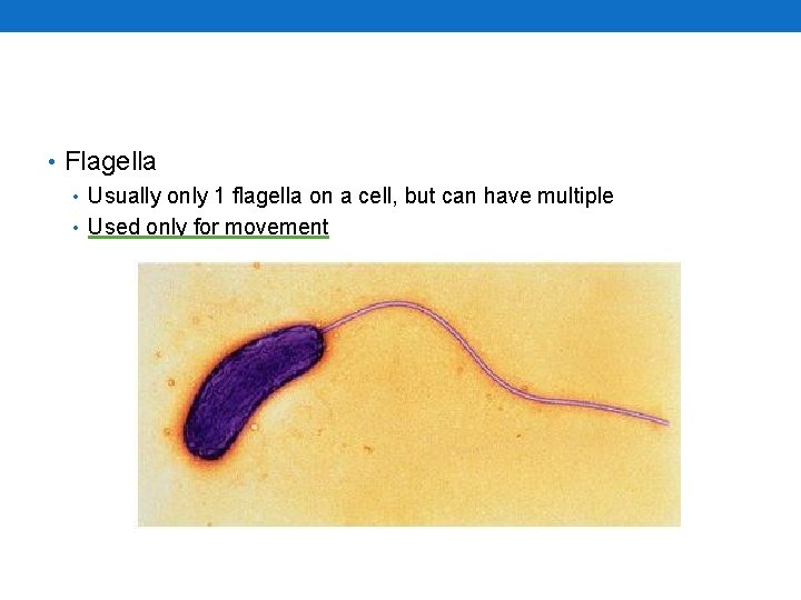  • Flagella • Usually only 1 flagella on a cell, but can have