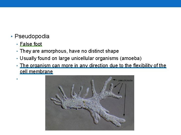  • Pseudopodia • False foot • They are amorphous, have no distinct shape