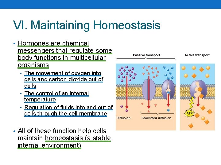 VI. Maintaining Homeostasis • Hormones are chemical messengers that regulate some body functions in