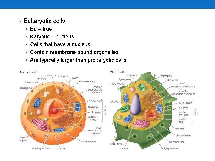  • Eukaryotic cells • Eu – true • Karyotic – nucleus • Cells