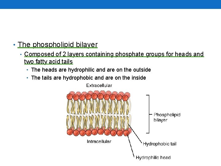  • The phospholipid bilayer • Composed of 2 layers containing phosphate groups for