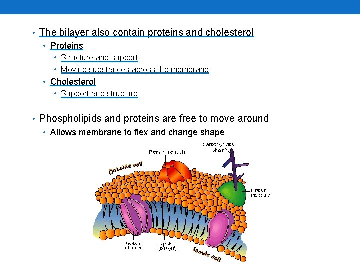  • The bilayer also contain proteins and cholesterol • Proteins • Structure and