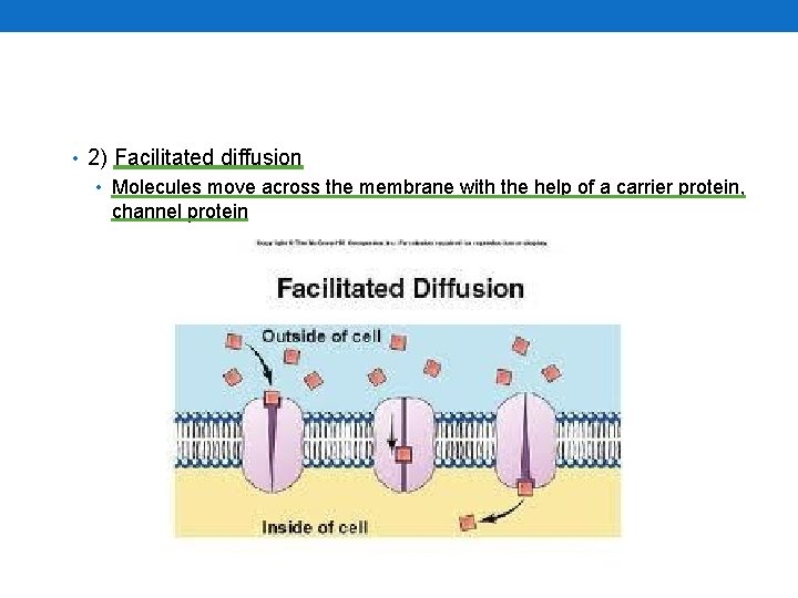  • 2) Facilitated diffusion • Molecules move across the membrane with the help