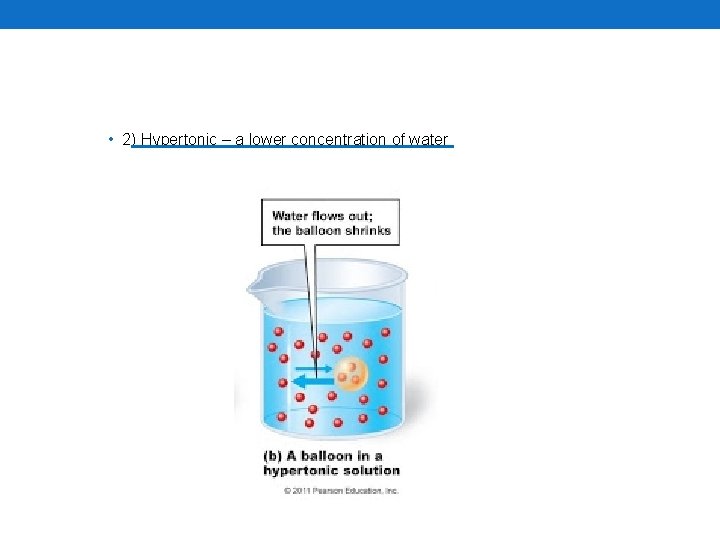  • 2) Hypertonic – a lower concentration of water 