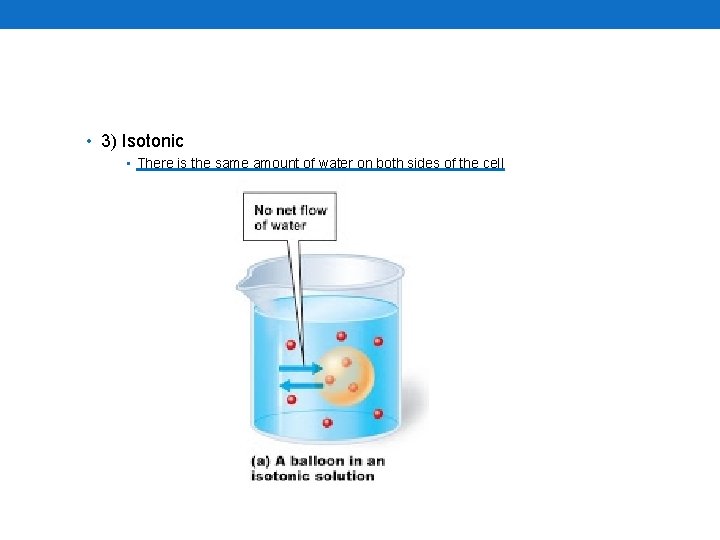  • 3) Isotonic • There is the same amount of water on both