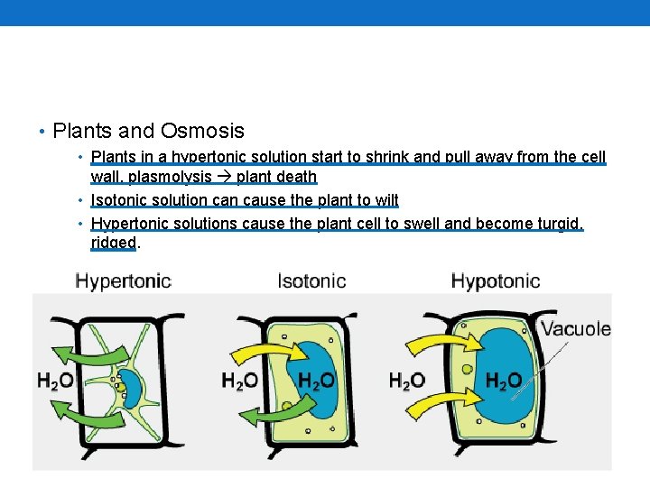  • Plants and Osmosis • Plants in a hypertonic solution start to shrink